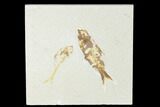 Bargain, 3.3" Knightia Fossil Fish With Diplomystus - Wyoming - #149844-1